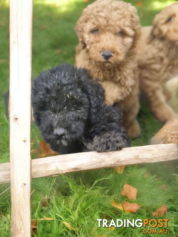 GORGEOUS MINIATURE SPOODLE PUPPIES