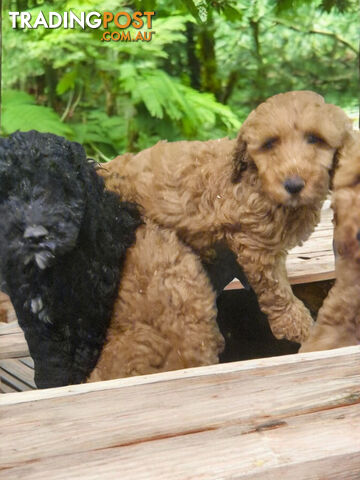 GORGEOUS MINIATURE SPOODLE PUPPIES