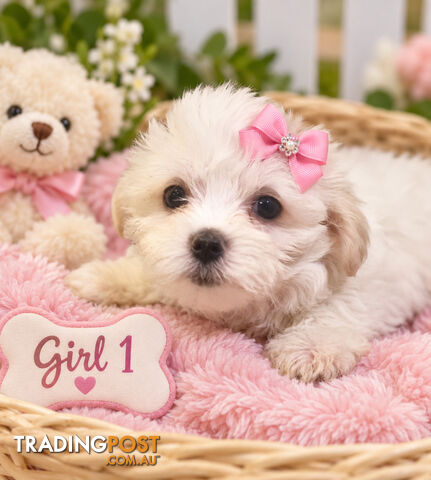 LAST SWEET GIRL MALTESE PUPPY