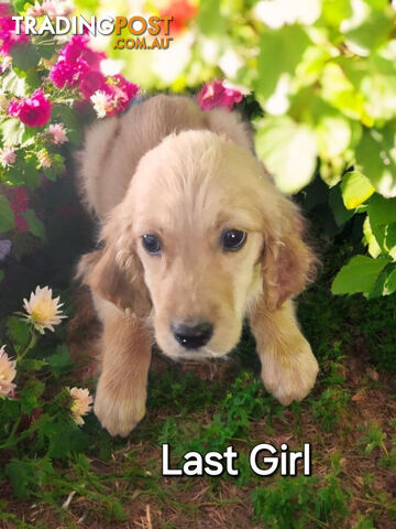 GORGEOUS GOLDEN IRISH RETREIVER PUPPIES 