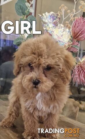 ABSOLUTELY STUNNING TOY SPOODLE/COCKERPOO PUPPIES