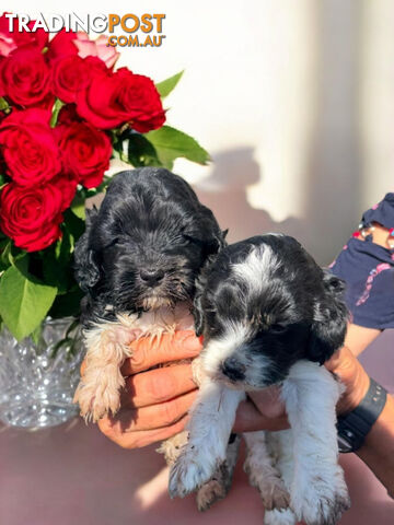 ADORABLE CAVOODLE PUPPIES COMING SOON!!!!