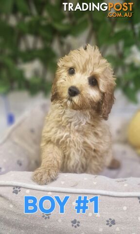 LAST STUNNING TOY SPOODLE BOY