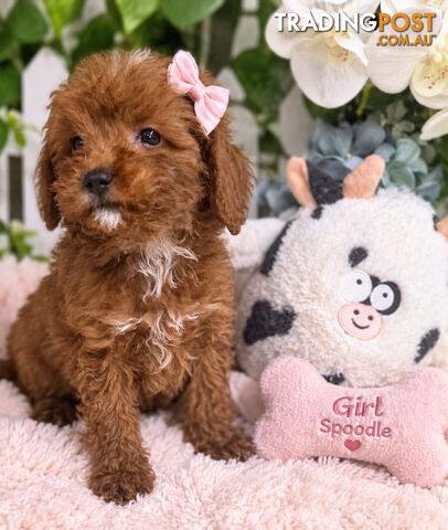 STUNNING TOY SPOODLE PUPPIES