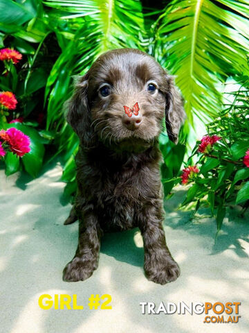 cavoodle puppies chocolate spoodle puppies for sale 2026 Hot