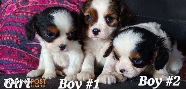 ADORABLE SMOOTH COAT CAVOODLE PUPPIES