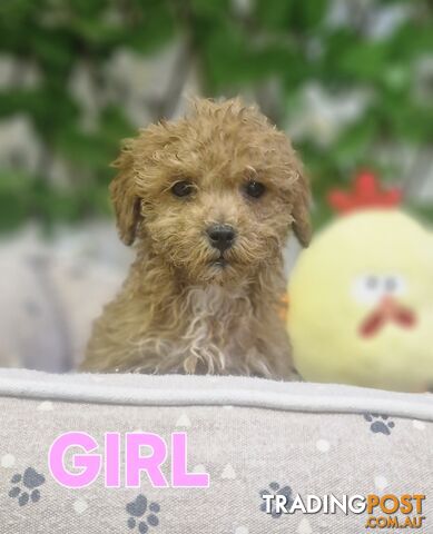 ABSOLUTELY STUNNING TOY SPOODLE PUPPIES