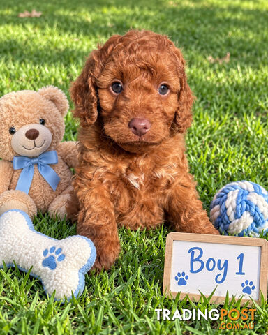 ABSOLUTELY STUNNING TOY SPOODLE/COCKERPOO PUPPIES