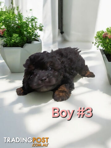 STUNNING  TOY  CAVOODLE PUPPIES