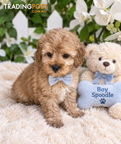 STUNNING  TOY SPOODLE PUPPIES - photo 2 of 2