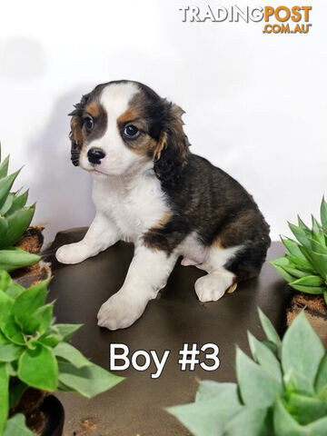 ADORABLE CAVALIER X PUPPIES