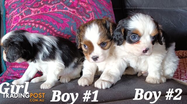 ADORABLE SMOOTH COAT CAVOODLE PUPPIES