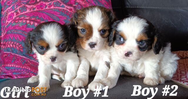 ADORABLE FLAT COAT CAVOODLE PUPPIES