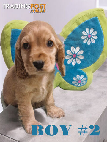 LAST STUNNING COCKER SPANIEL PUPPY