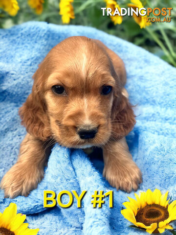 ABSOLUTELY STUNNING COCKER SPANIEL PUPPIES COMING SOON!!!!!