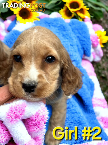 ABSOLUTELY STUNNING COCKER SPANIEL PUPPIES COMING SOON!!!!!