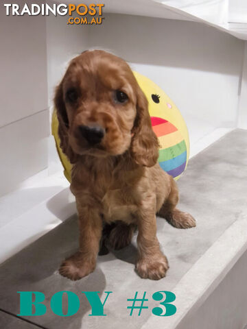 LAST STUNNING COCKER SPANIEL PUPPY