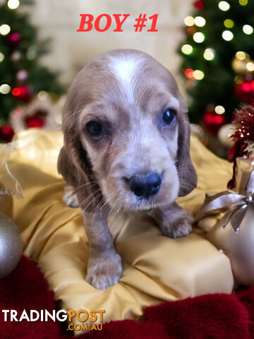 STUNNING COCKER SPANIEL PUPPIES  