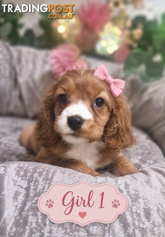 BEAUTIFUL CAVALIER X COCKERSPANIEL PUPPIES