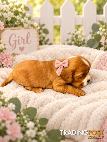 BEAUTIFUL COCKAKIER PUPPIES
