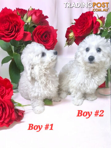 ADORABLE PUREBRED BICHON FRISE PUPPIES