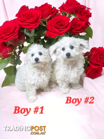 ADORABLE PUREBRED BICHON FRISE PUPPIES