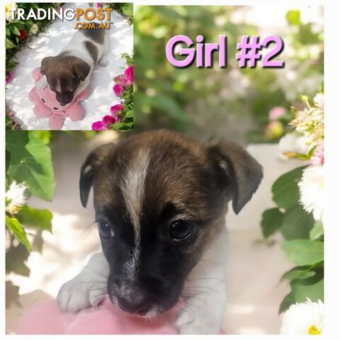 Jack russell puppies  super cute 