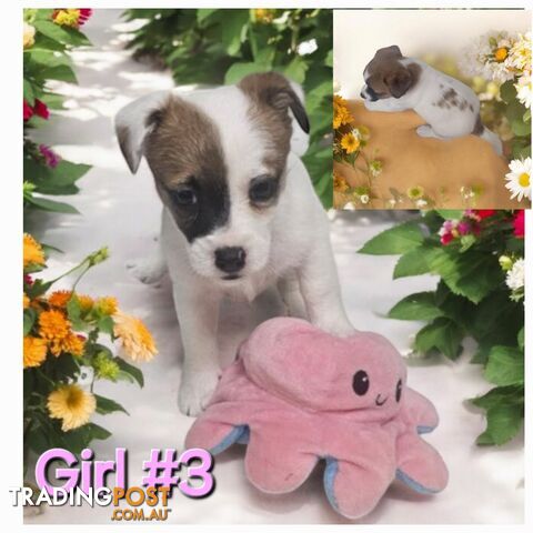 Jack russell puppies  super cute 