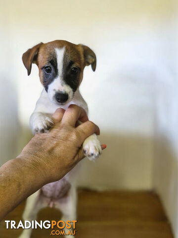 Jack Russell Puppies Super Cute 