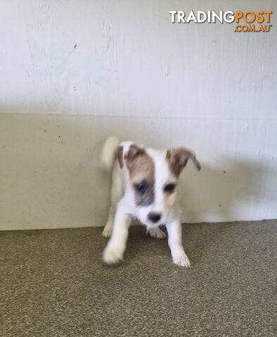 LAST STUNNING PUREBRED JACK RUSSELL GIRL