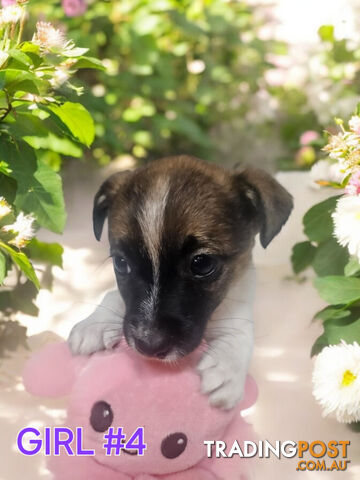 Jack Russell Puppies Super Cute 