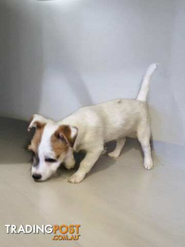 LAST STUNNING PUREBRED JACK RUSSELL GIRL