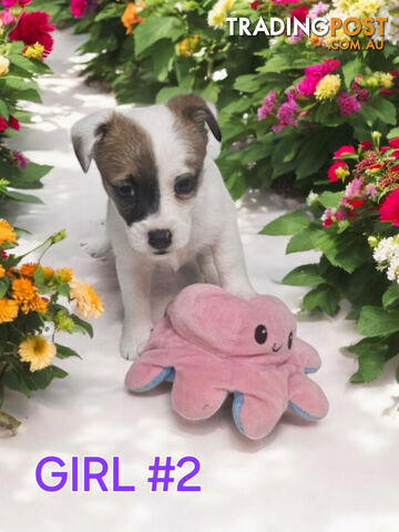 Jack Russell Puppies Super Cute 