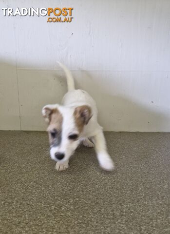 LAST STUNNING PUREBRED JACK RUSSELL GIRL