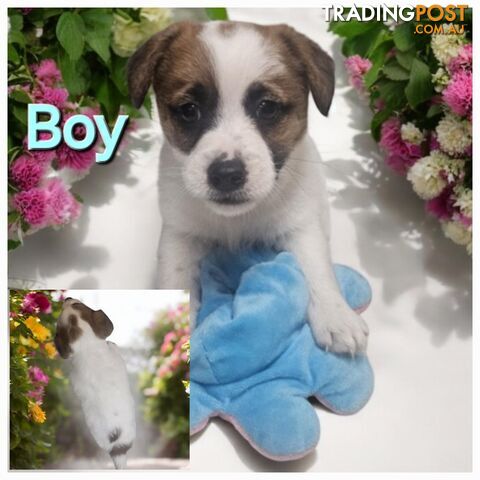 Jack russell puppies  super cute 