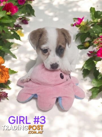 Jack Russell Puppies Super Cute 