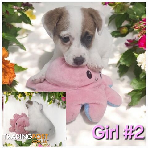 Jack Russell Puppies Super Cute 