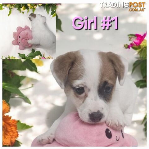 Jack russell puppies  super cute 