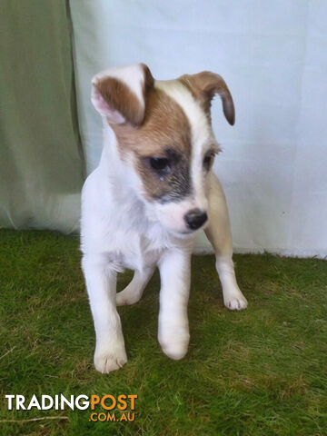 LAST STUNNING PUREBRED JACK RUSSELL GIRL