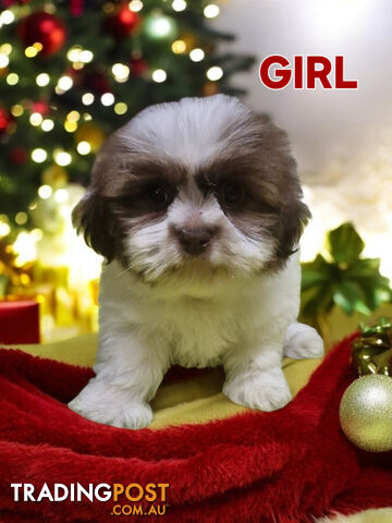 GORGEOUS FLUFFY  MALTESE X SHIHTZU PUPPIES  