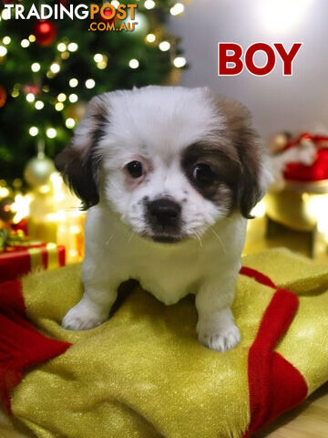 GORGEOUS FLUFFY  MALTESE X SHIHTZU PUPPIES  