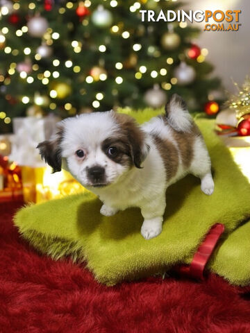 GORGEOUS FLUFFY  MALTESE X SHIHTZU PUPPIES  