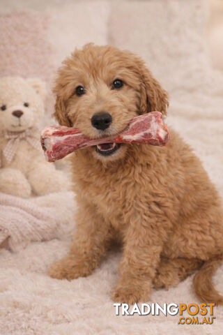 PREMIUM FRESH MEAT AND BONES...THE NATURAL WAY TO NOURUSH YOUR DOGS.