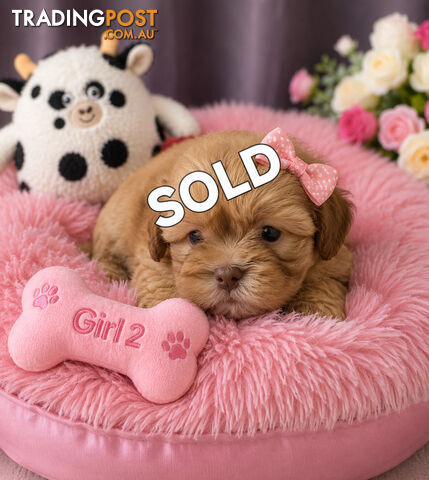 EXQUISITE PUREBRED SHIHTZU PUPPIES HAVE ARRIVED!!!! - photo 4 of 9