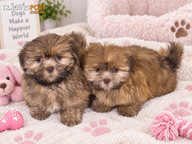 EXQUISITE PUREBRED SHIHTZU PUPPIES HAVE ARRIVED!!!!