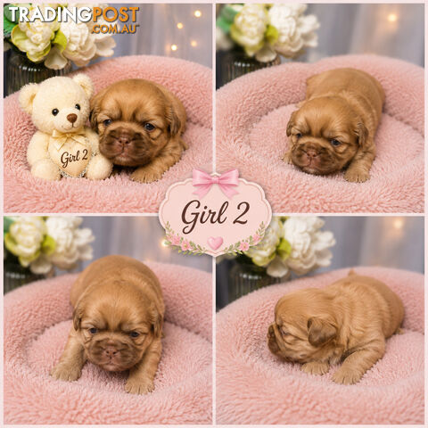 EXQUISITE PUREBRED SHIHTZU PUPPIES HAVE ARRIVED!!!! - photo 5 of 9