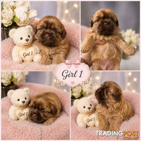 EXQUISITE PUREBRED SHIHTZU PUPPIES HAVE ARRIVED!!!! - photo 3 of 9
