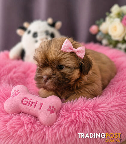 EXQUISITE PUREBRED SHIHTZU PUPPIES HAVE ARRIVED!!!! - photo 2 of 9
