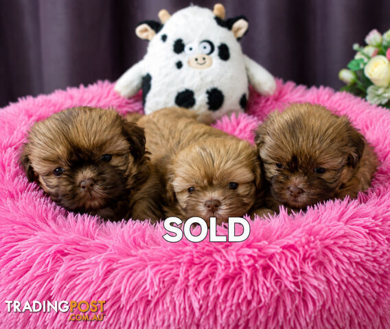 EXQUISITE PUREBRED SHIHTZU PUPPIES HAVE ARRIVED!!!!