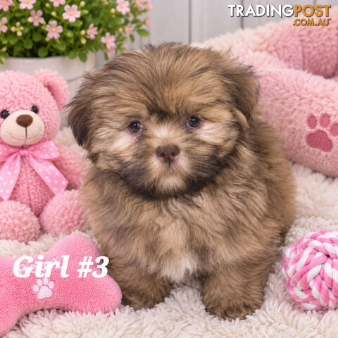 LAST GORGEOUSPUREBRED SHIHTZU GIRL!!!